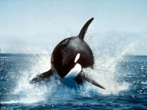 Kardszárnyú delfin (3) -1024x768