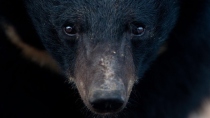 Medve (forrás: hirado.hu)